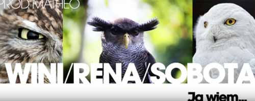 Wini gośc. Rena, Sobota - Ja wiem